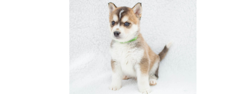 AZ Husky Rescue