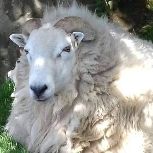 The Woolly Patchwork Sheep Sanctuary