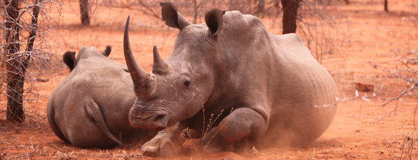 Save African Rhino Foundation