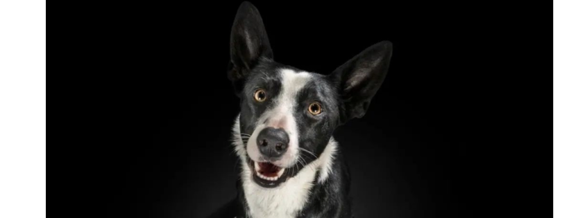 Shepherd's Lantern Rescue Inc