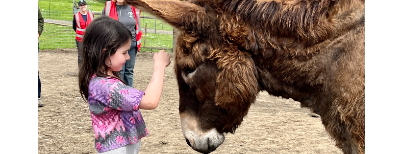Oregon Donkey Sanctuary Northwest