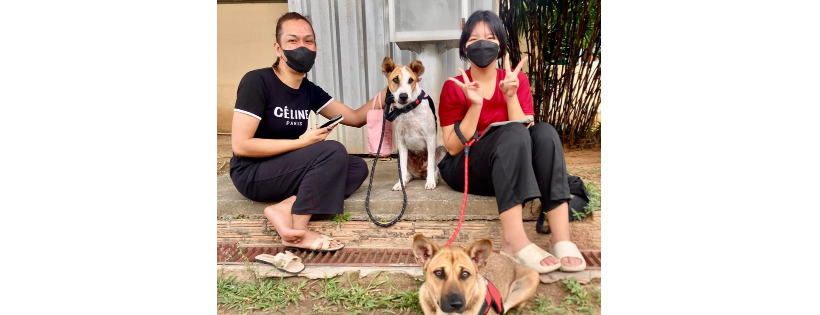 Lets Save The Strays International LLC
