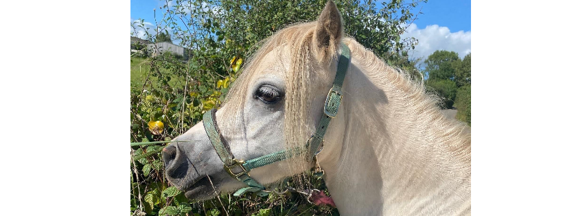 Devon Equine Crisis Support