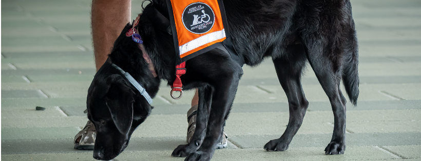 Association of Australian Assistance Dogs (NQ) Inc