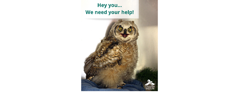 Calgary Wildlife Rehabilitation Society (Calgary Wildlife)