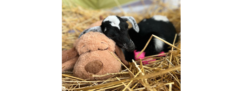 SASHA Farm Animal Sanctuary