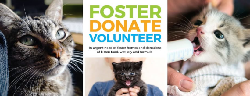 Ninth Life Cat Rescue of Ontario