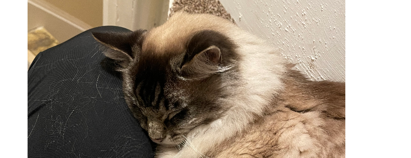Heronbank cat rescue