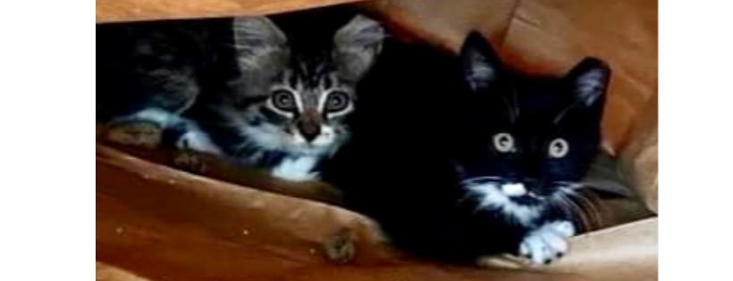 Feline Fairies, Inc.
