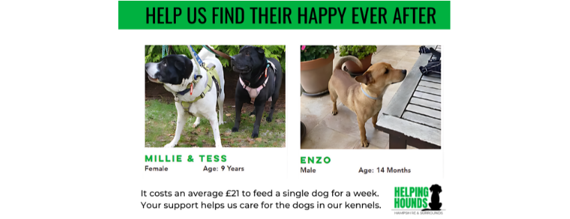 Helping Hounds Hampshire