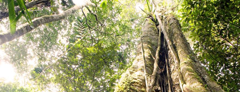 Conservation Strategy Fund