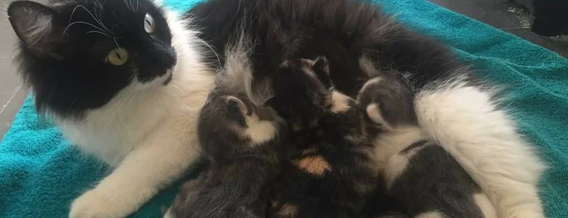 Little Paws Kitten Rescue Association Inc