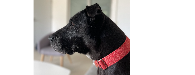 Animal Comfort Care Centre