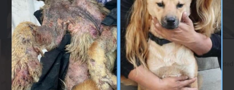 Hand In Paw Rescue