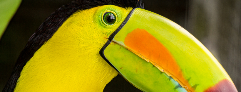 Toucan Rescue Ranch