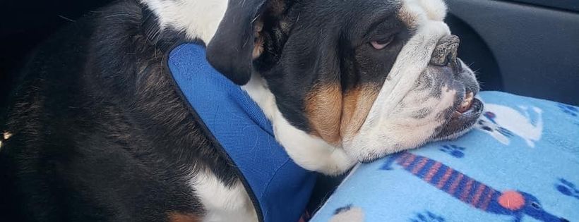Illinois English Bulldog Rescue