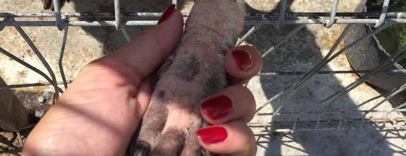 Paws2Rescue
