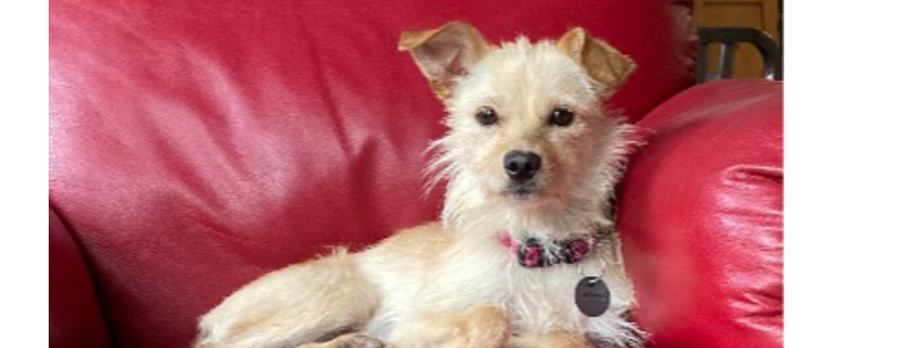 Kamloops Ruff Start Rescue