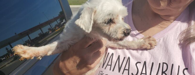 Little Yorkie Rescue