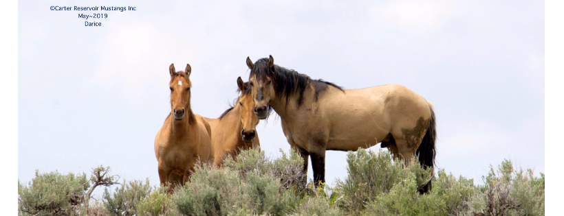 Carter Reservoir Mustangs Inc