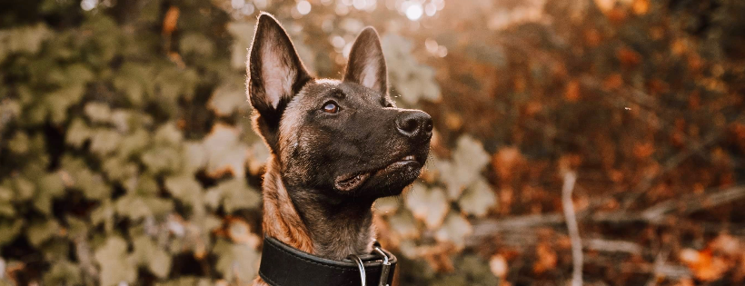 Malinois Rescue League