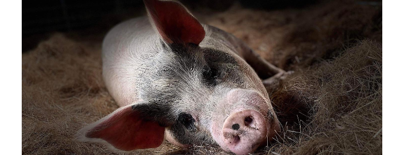 Contented Pig Inn Rescue Sanctuary