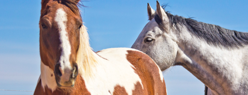 New Mexico Horse Rescue at Walkin N Circles Ranch - WNCR