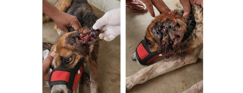 People For Animals India
