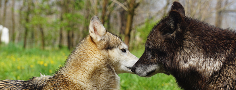 Wolf Sanctuary of PA, Inc.