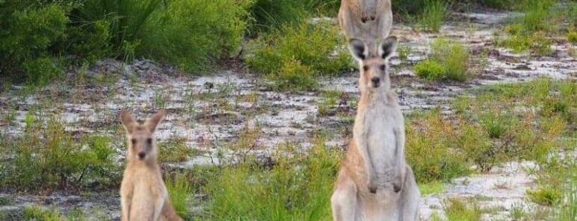 Wildlife Tranquillity Sanctuary Inc