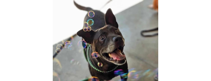 Colonial Capital Humane Society