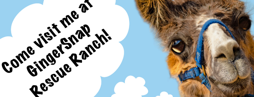 GingerSnap Rescue Ranch