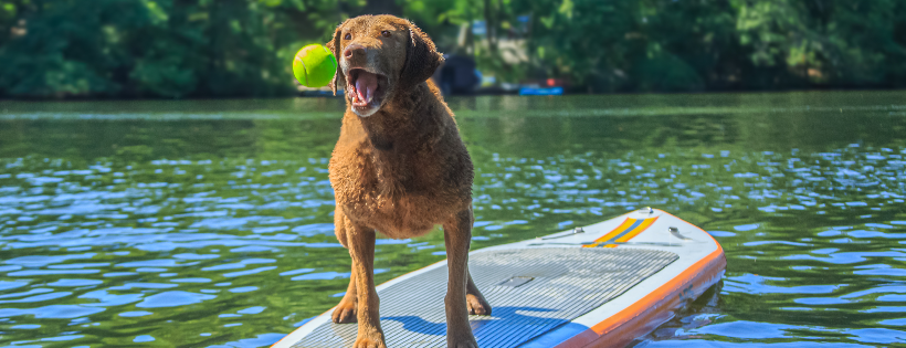 North Central Chesapeake Bay Retriever Relief and Rescue