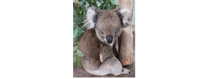 S.A. Native Animal Rescue (SANAR) Inc