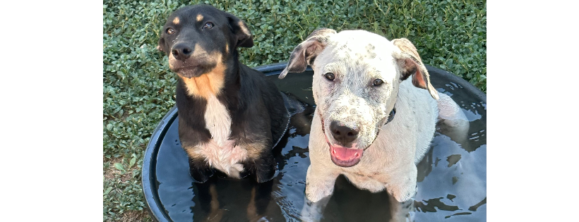 Good Catch Dog Rescue