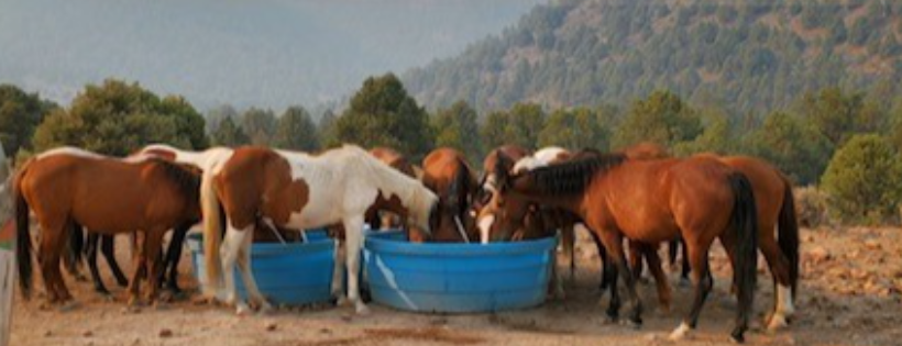 Wild Horse Connection