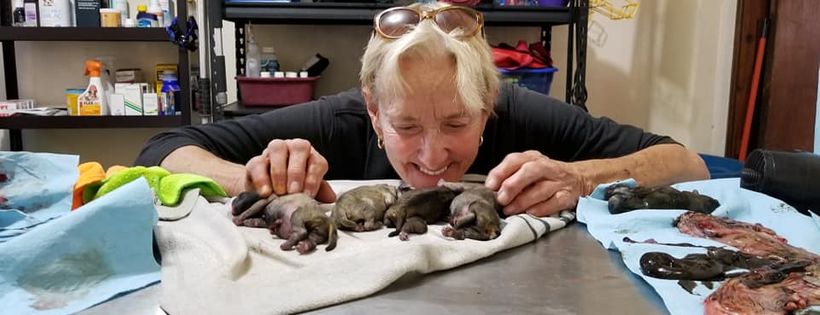 fiona animal refuge