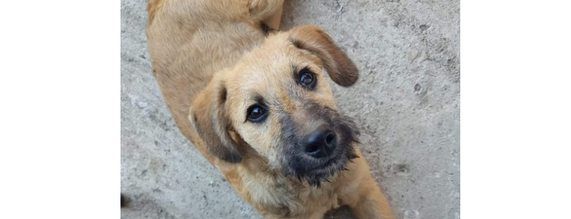 A Better Life Dog Rescue