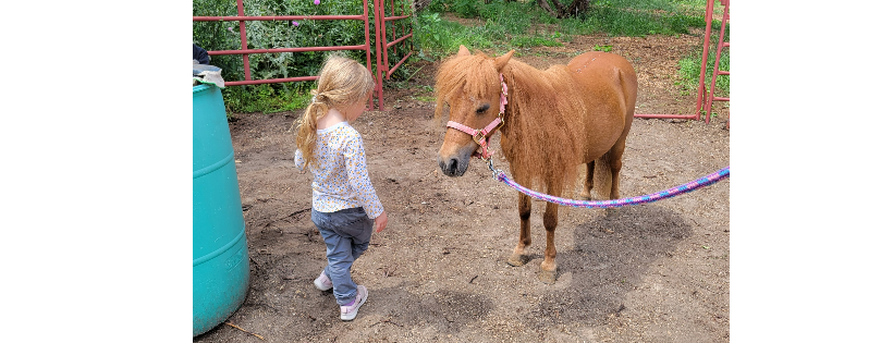 Dream a Dream Therapeutic Horsemanship