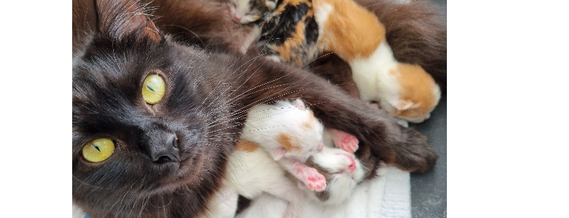 Birchgrove Feline Assistance incorporated