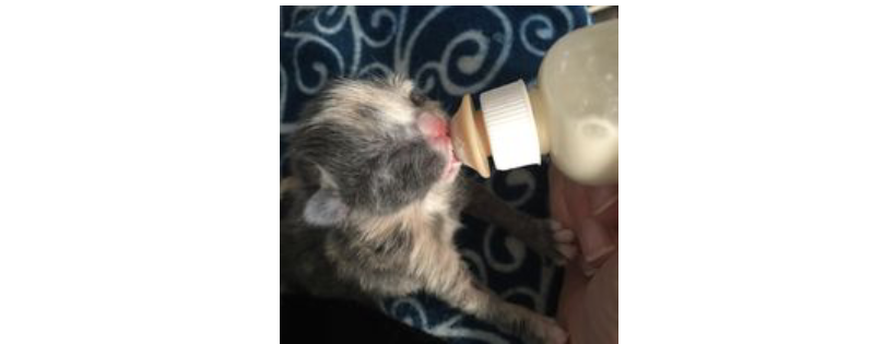 Tiny Paws Kitten Rescue INC