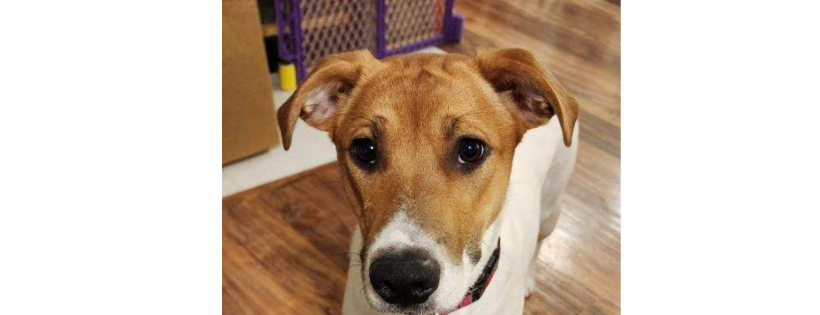 Luv of dogz fund