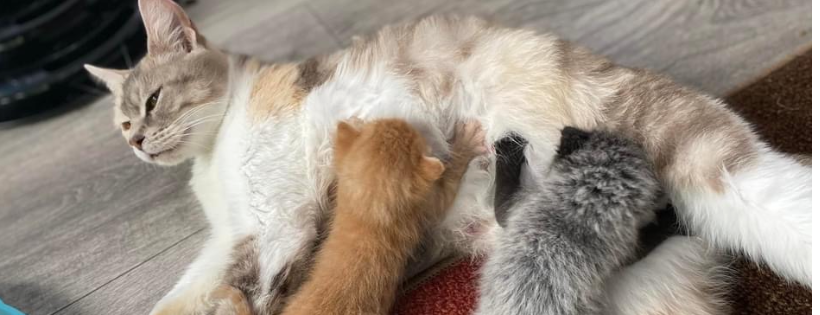 Homes for Pets