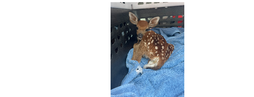 Maine Wildlife Transport Inc
