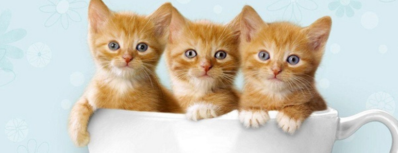 NC Paws Rescue