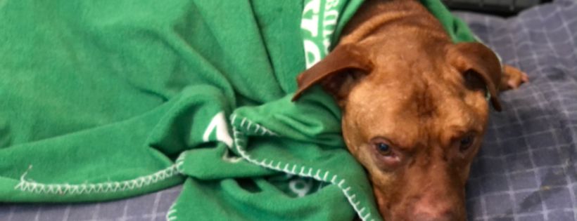 Forgotten Paws Dog Rescue