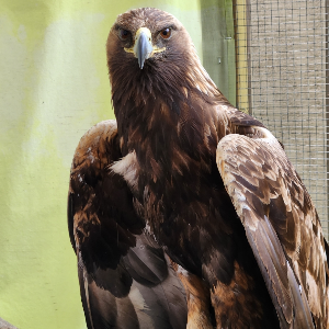Pocono Wildlife Rehabilitation and Education Center Logo