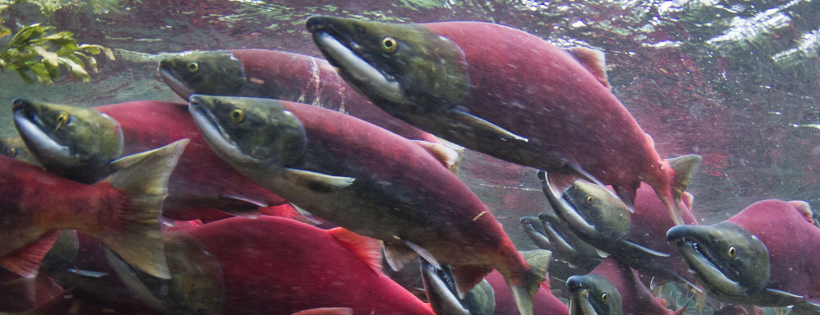 Wild Salmon Center