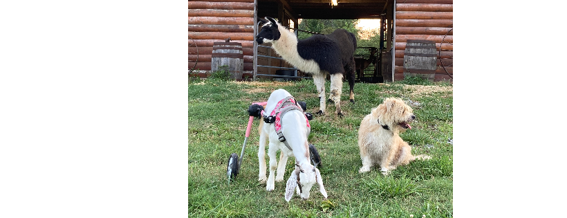 TMMA Farms and Sanctuary