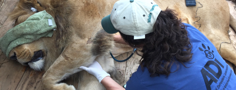 Animal Defenders International Foundation